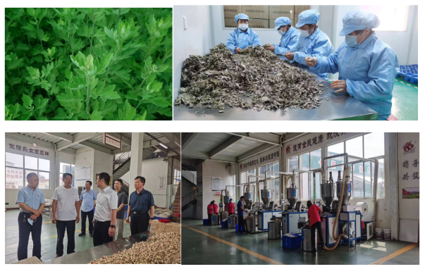 走近3·15，放心消費質量認證在行動——河南：認證助推艾草企業提質增效 增強消費信心